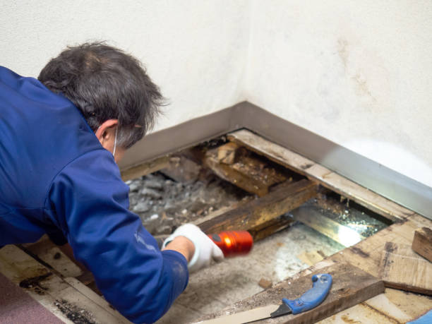 Home Mold Removal in Santa Venetia, CA