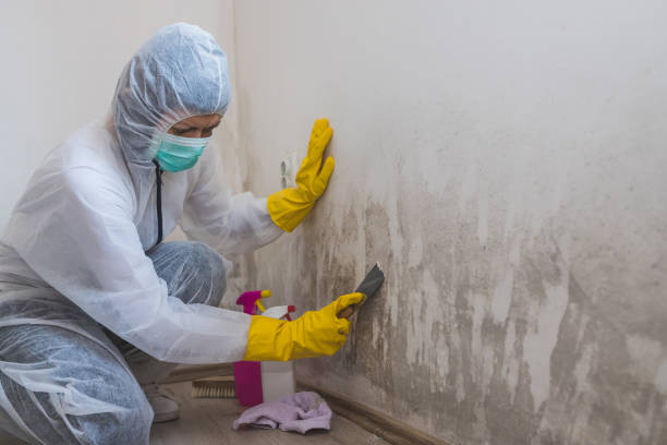 Best Mold Damage Repair  in Santa Venetia, CA