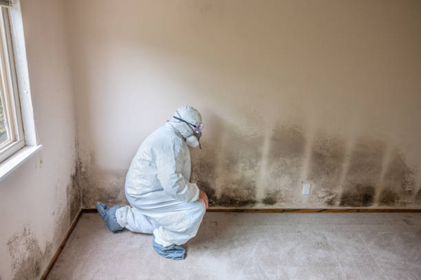 Best Same-Day Mold Removal  in Santa Venetia, CA