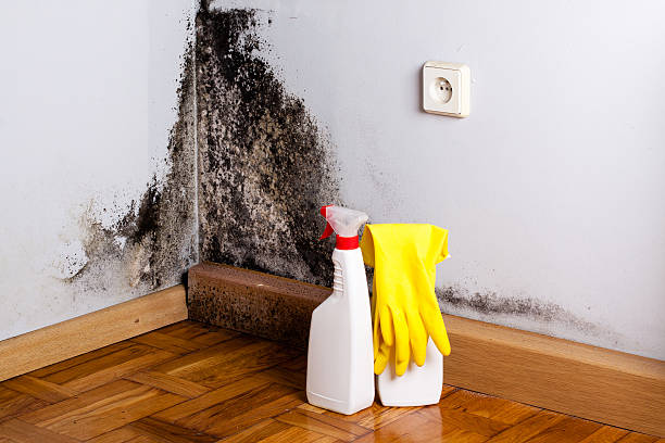 Reliable Santa Venetia, CA Mold Removal Solutions