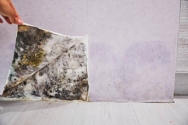 Best Certified Mold Removal  in Santa Venetia, CA